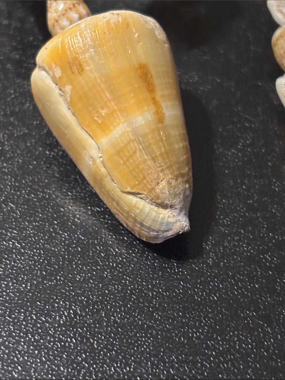 Natural Hawaiian Lei Style Conch Cowrie Cone Shell Pendant Necklace Cream Tan - Picture 16 of 16